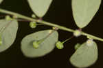 Muscarene Island leaf-flower